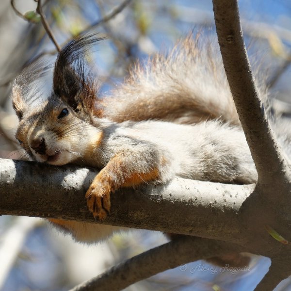 Белка с вербой