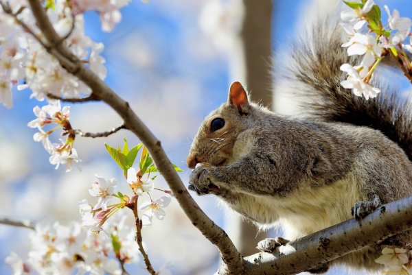 Природа деревья цветы и белок