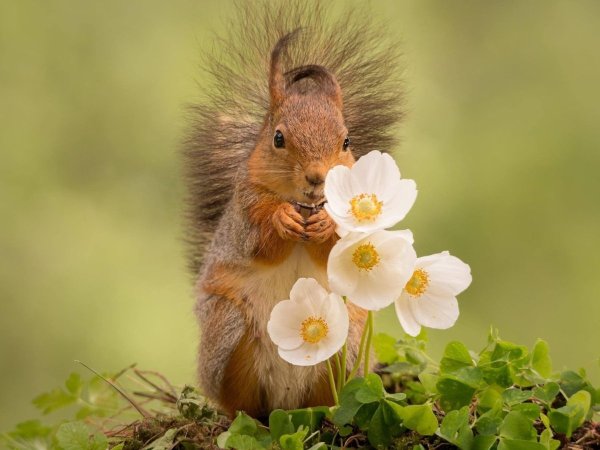 Белка и подснежники