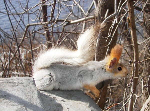 Полярная белка