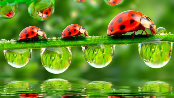 Божьи коровки на цветах