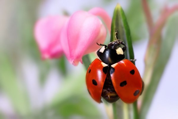 Божьи коровки на цветах