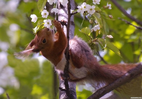 Животные радуются весне