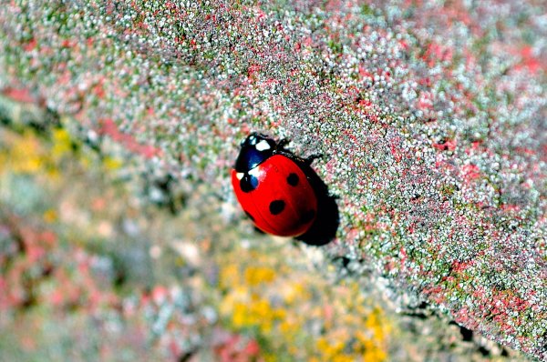 Летние ромашки