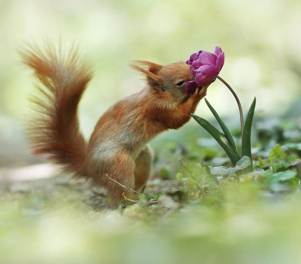 Волшебная Белочка