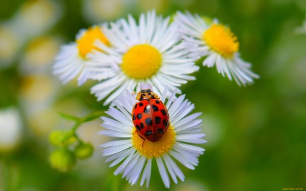 Божьи коровки