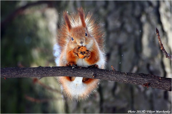 Белочка Весна