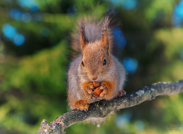 Белочка Весна