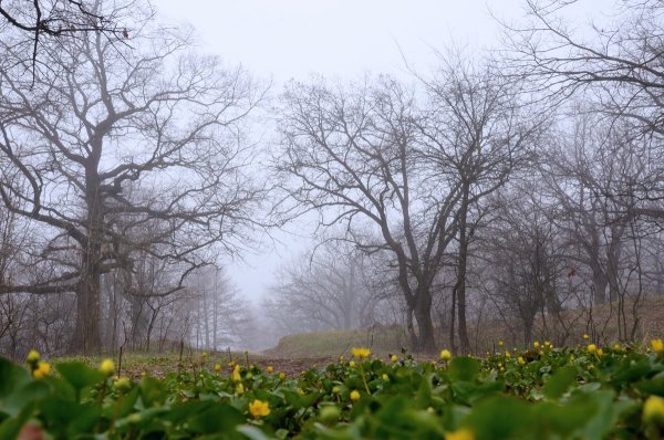 Пасмурная Весна