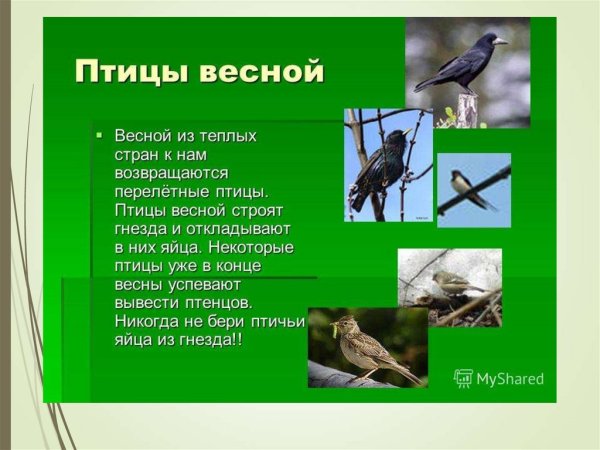 Прилетные птицы весной