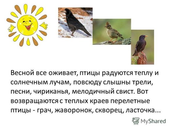 Перелетные птицы презентация