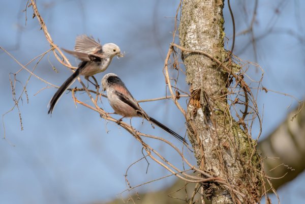 Жизнь птиц весной