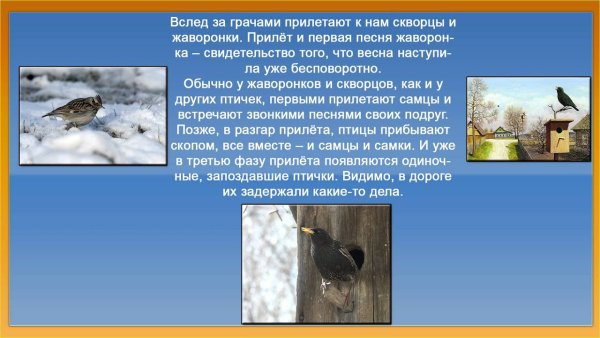 Сезонные изменения в жизни птиц