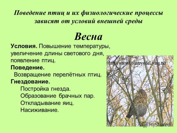 Зиновий синичник