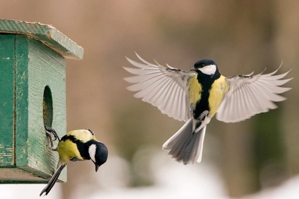 Птицы вестники весны