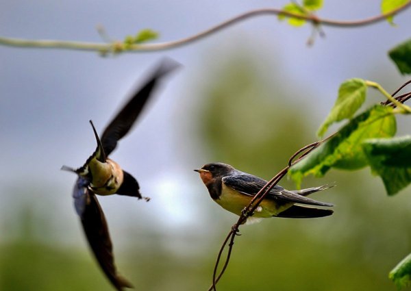 Грачиные гнезда на деревьях