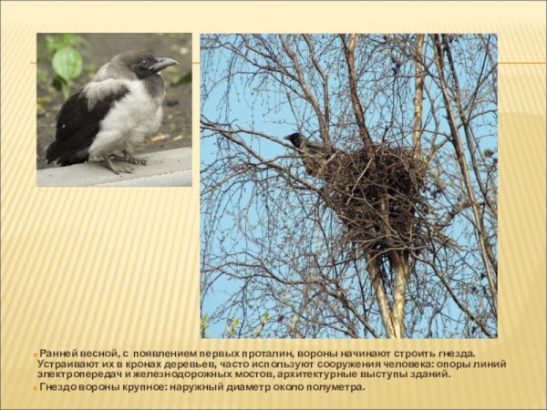Перелетные птицы Грач гнездо