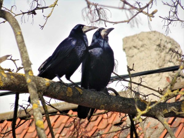 Голубь в луже