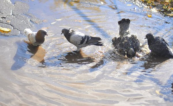 Весенние явления в жизни животных