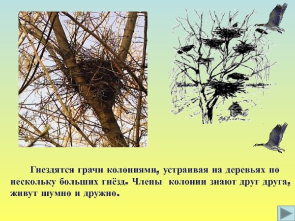 Первые вестники весны птицы