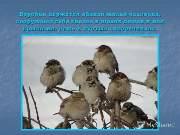 Птицы вестники весны