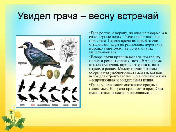 Сезонные явления в жизни птиц