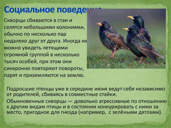 Птицы прилетают с Юга