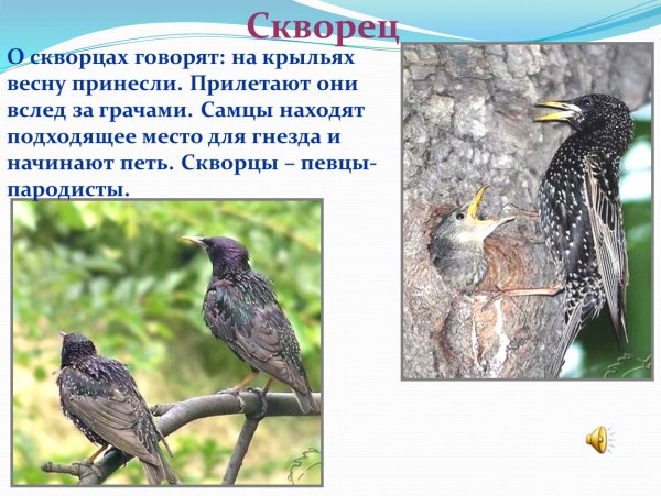 Птицы которые прилетают весной