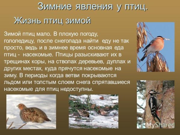 Явления в жизни птиц