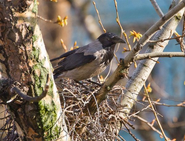 Сезонные изменения в жизни птиц
