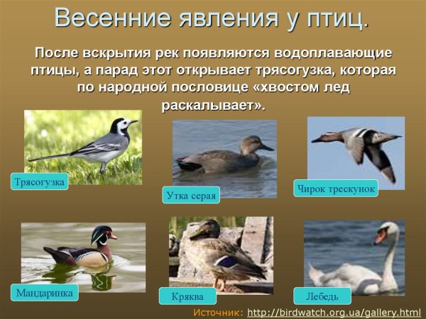 Грачи прилетели гиф