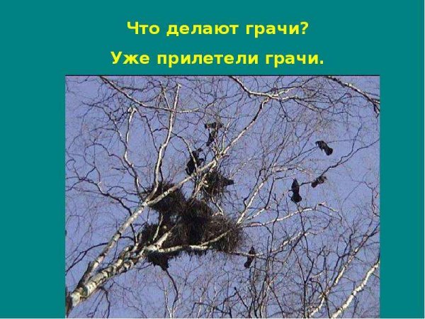 Человек заботится о птицах