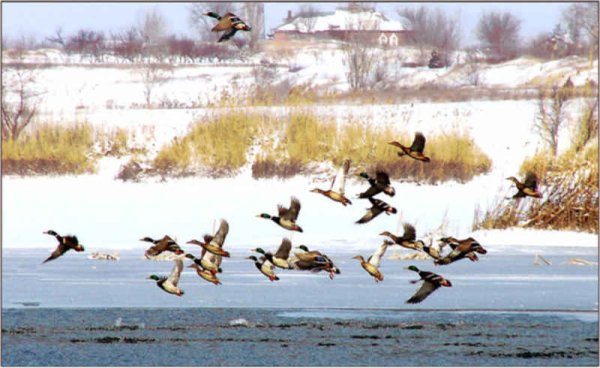 Сезонные изменения в жизни птиц