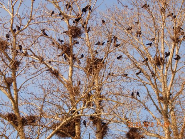 Приметы весны