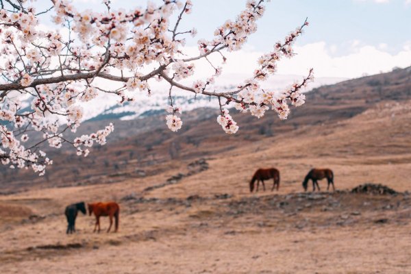 Дагестан весной