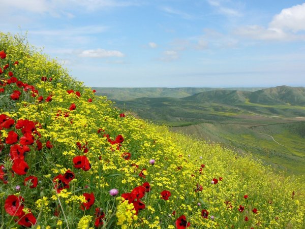 Растительность Дагестана