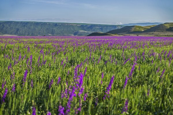Равнинный Дагестан