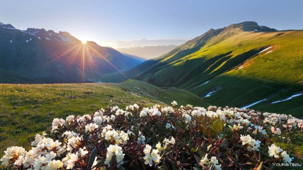 Рододендрон Архыз