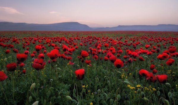 Маковые поля в Грузии