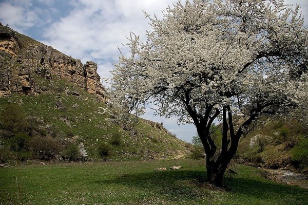 Derevo Кисловодск