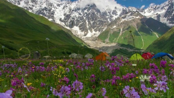 Цветы в горах Грузии