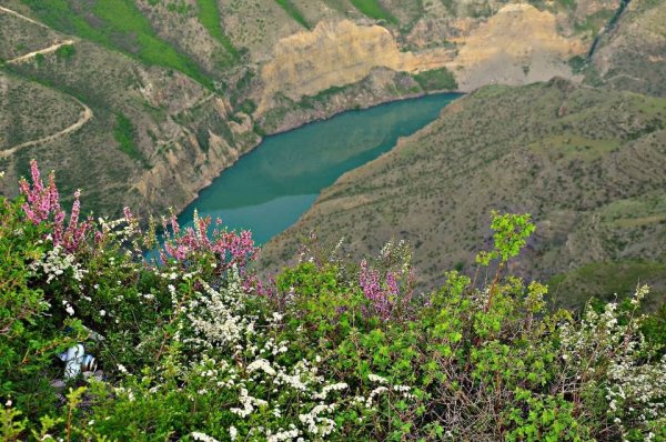 Сулакский каньон эспарцет растение