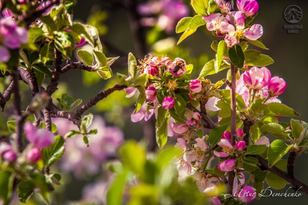 Весна в Дагестане