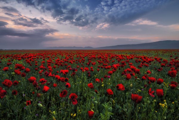 Цветущий Мак Дагестан