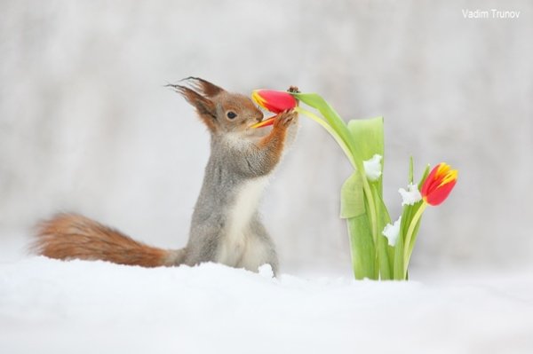 Привет Весна март