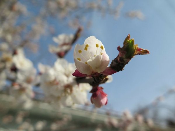 Узбекистан Весна Ташкент