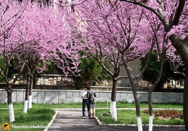 Чимган Весна