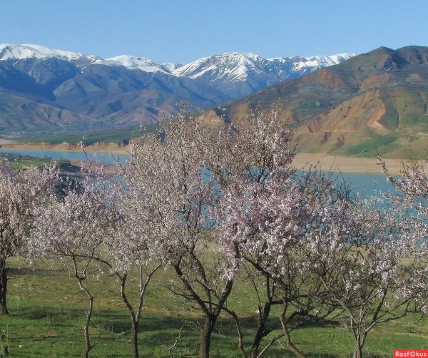 Весна в Ташкенте