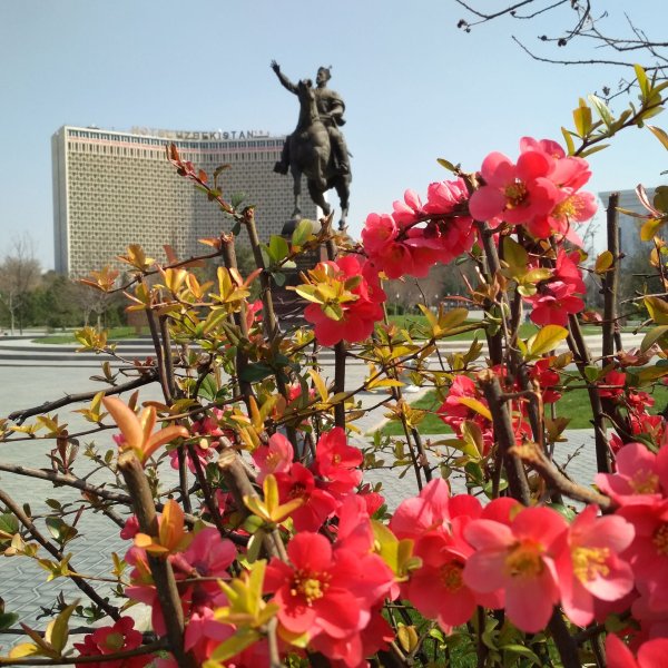 Весна в Ташкенте