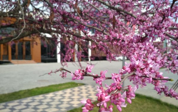 Абрикосовая Долина в Армении